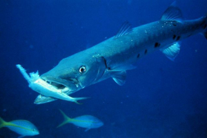 Велика барракуда: сильна і дуже небезпечна Велика барракуда: сильна і дуже небезпечна